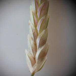 Photographie n°91352 du taxon Eragrostis minor Host