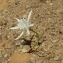 Pancratium maritimum L. [1753] [nn47379] par Genziana le 06/09/2012 - Santorin