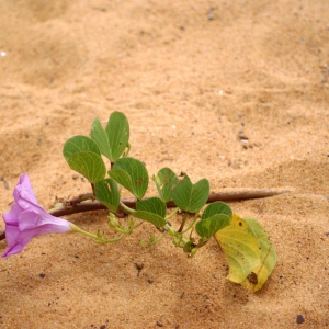 Photographie n°91386 du taxon Ipomoea pes-caprae (C. Linnaeus) R. Brown