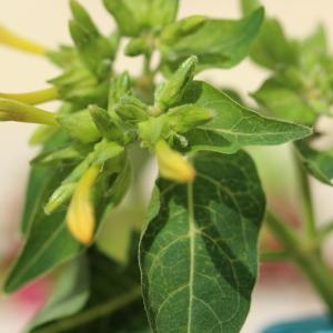 Photographie n°91396 du taxon Mirabilis jalapa L. [1753]