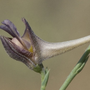 Delphinium peregrinum L. (Dauphinelle voyageuse)