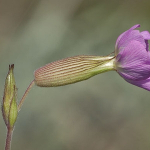 Silene conoidea L. (Silène conoïde)