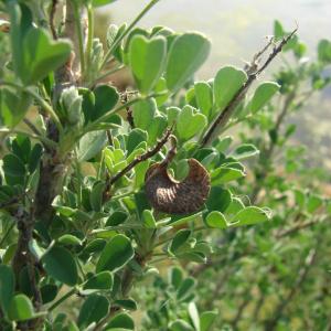 Photographie n°91424 du taxon Medicago arborea L. [1753]
