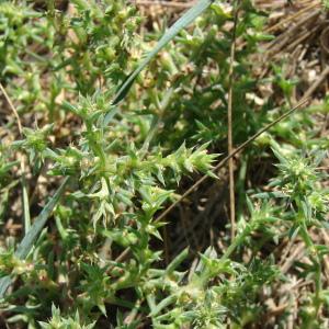 Photographie n°91428 du taxon Salsola kali L. [1753]