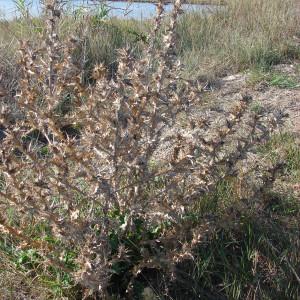 Photographie n°91429 du taxon Scolymus hispanicus L. [1753]