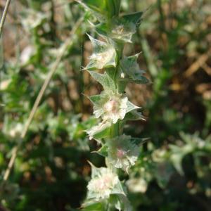 Photographie n°91430 du taxon Salsola kali L. [1753]