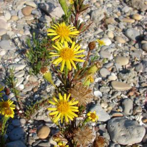 Photographie n°91431 du taxon Inula crithmoides L. [1753]