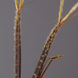 Photographie n°91442 du taxon Bidens pilosa L. [1753]