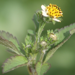 Photographie n°91443 du taxon Bidens pilosa L. [1753]