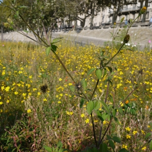 Photographie n°91445 du taxon Bidens pilosa L. [1753]