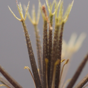 Photographie n°91452 du taxon Bidens pilosa L. [1753]