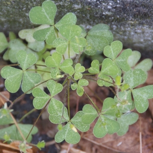 Photographie n°91469 du taxon Oxalis fontana Bunge [1835]