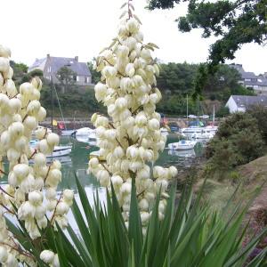 Photographie n°91482 du taxon Yucca gloriosa L. [1753]