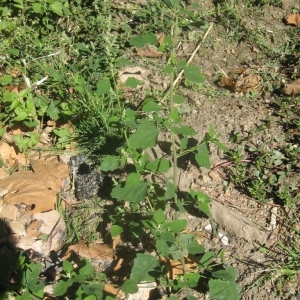 Photographie n°91523 du taxon Chenopodium album L. [1753]