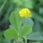  Vincent Jouhet - Medicago lupulina L. [1753]