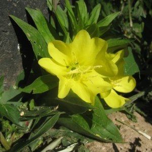 Photographie n°91535 du taxon Oenothera biennis L. [1753]