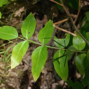 Photographie n°91555 du taxon Dictamnus albus L. [1753]