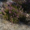 Pascal Amblard - Calluna vulgaris (L.) Hull