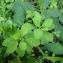  Rachel G. - Euphorbia peplus L.