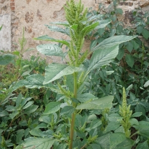  - Amaranthus retroflexus L. [1753]