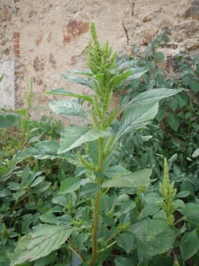 Rachel G., le  2 août 2012 (Limoges (Rue Beyrand))