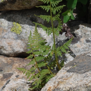 Photographie n°91580 du taxon Cystopteris dickieana R.Sim [1848]