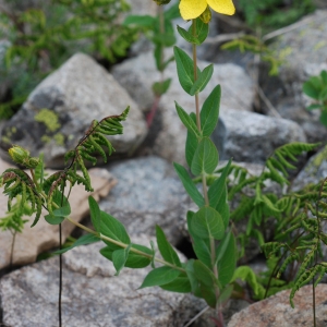 Photographie n°91582 du taxon Hypericum richeri Vill. [1779]