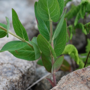 Photographie n°91584 du taxon Hypericum richeri Vill. [1779]
