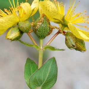 Photographie n°91585 du taxon Hypericum richeri Vill. [1779]