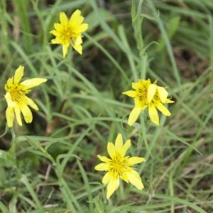 Photographie n°91590 du taxon Tragopogon pratensis L. [1753]