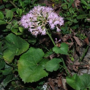 Photographie n°91601 du taxon Adenostyles alpina (L.) Bluff & Fingerh. [1825]