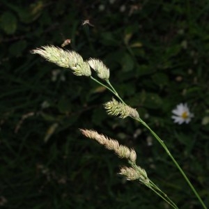 Photographie n°91606 du taxon Dactylis glomerata L. [1753]