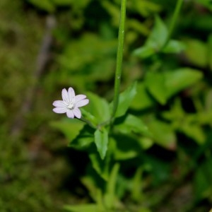 Photographie n°91610 du taxon Epilobium collinum C.C.Gmel. [1826]