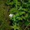  Jean-Luc Gorremans - Epilobium collinum C.C.Gmel. [1826]