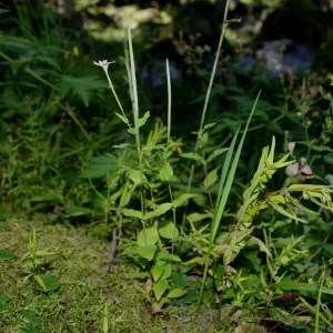 Photographie n°91611 du taxon Epilobium collinum C.C.Gmel. [1826]