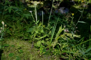 Jean-Luc Gorremans, le 11 août 2012 (Pralognan-la-Vanoise (Bois de la Rossa))