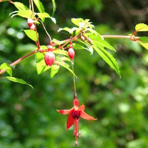 Photographie n°91624 du taxon Fuchsia magellanica Lam. [1788]