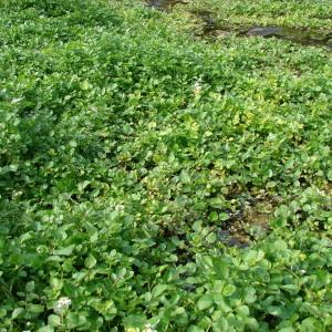 Photographie n°91629 du taxon Nasturtium officinale R.Br. [1812]