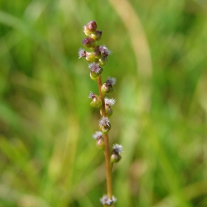 Photographie n°91633 du taxon Triglochin palustris L. [1753]