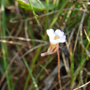 Photographie n°91634 du taxon Pinguicula lusitanica L. [1753]