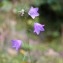  Mathilde DUVERGER - Campanula patula L. [1753]