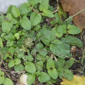 Photographie n°91649 du taxon Prunella vulgaris L. [1753]