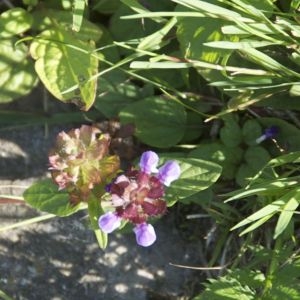 Photographie n°91650 du taxon Prunella vulgaris L. [1753]