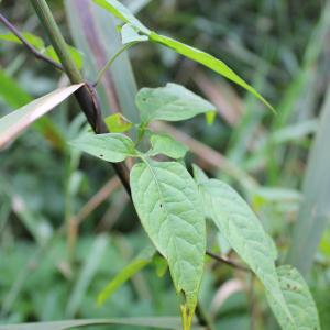 Photographie n°91659 du taxon Solanum dulcamara L. [1753]