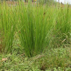 Photographie n°91663 du taxon Juncus effusus L. [1753]