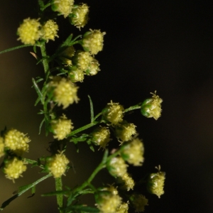 Artemisia annua L. (Armoise annuelle)