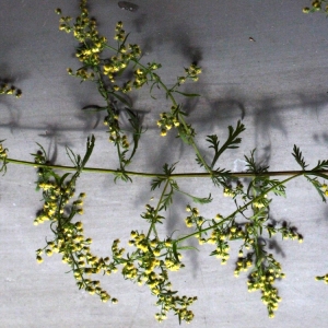 Photographie n°91672 du taxon Artemisia annua L. [1753]