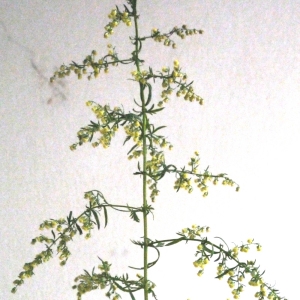 Photographie n°91673 du taxon Artemisia annua L. [1753]