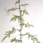  Liliane Roubaudi - Artemisia annua L. [1753]