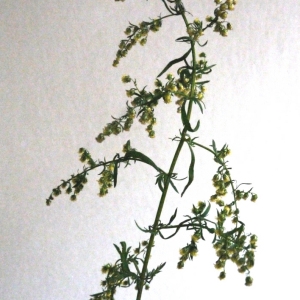 Photographie n°91674 du taxon Artemisia annua L. [1753]
